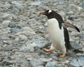 Gentoo Penguin Walking