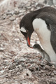 Gentoo Penguin wih Chick