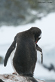 Gentoo Penguin Grooming