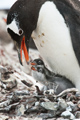 Gentoo Penguin wih Chick