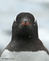 Gentoo Penguin Portrait