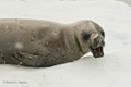 Crabeater Seal