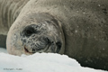 Crabeater Seal