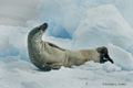 Crabeater Seal