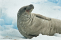 Crabeater Seal