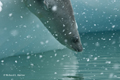 Crabeater Seal Entering Water in Snowstorm