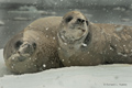 Pair of Crabeater Seals in Snowstorm