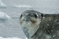 Leopard Seal in Snowstorm