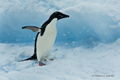 Adelie Penguin on Ice in Snowstorm