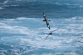 Cape Petrels in Flight