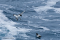 Cape Petrel Landing in Sea