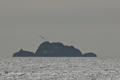 Black-Browed Albatross near Cape Horn