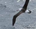 Black-Browed Albatross