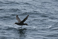 Petrel