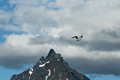 Kelp Gull in Ushuaia