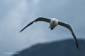 Kelp Gull in Ushuaia