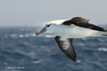 Black-Browed Albatross