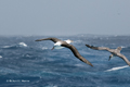 Black-Browed Albatross and Southern Giant Petrel