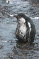 Gentoo Penguin Chick in Mud (Aithcho Islands)