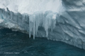 Iceberg Icicles