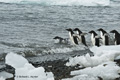 Adelie Penguins Entering Sea