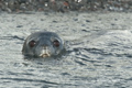 Crabeater Seal in Water