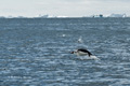 Adelie Penguin in Ocean