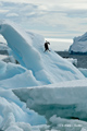 Adelie Penguin Sliding Down Iceberg