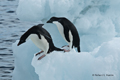 Adelie Penguin Pair on Ice