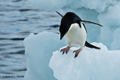 Adelie Penguin on Ice