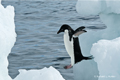 Adelie Penguin Jumping from Ice