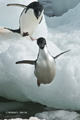 Adelie Penguins Jumping from Ice