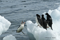 Adelie Penguin Diving from Ice