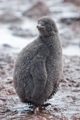 Adelie Penguin Chick