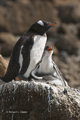 Gentoo Penguin with Chicks