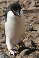 Adelie Penguin