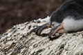 Gentoo Penguin Chick Feet