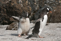 Gentoo Penguin and Large Chick