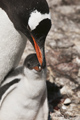 Gentoo Penguin and Chick