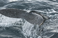 Humpback Whale Fluke