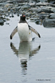 Gentoo Penguin Reflected in Water