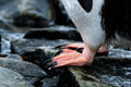 Gentoo Penguin Feet