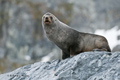 Antarctic Fur Seal