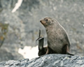 Antarctic Fur Seal