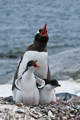 Gentoo Penguin with Chicks