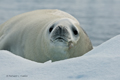 Crabeater Seal