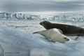 Pair of Crabeater Seals on Ice