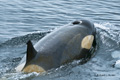 Orca (Killer Whale)