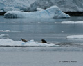 Orca (Killer Whale) Spy-hopping to View Seal