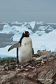 Gentoo Penguin